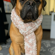 Sugarpaws
